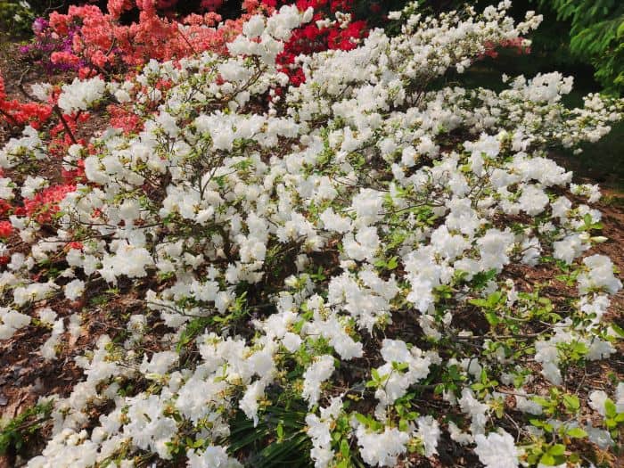 White Orange Azaleas