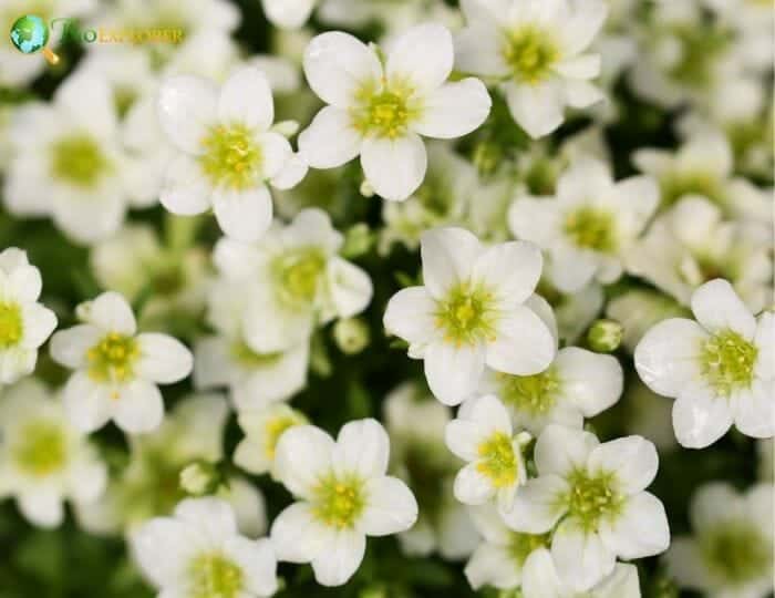 White Saxifrages Flowers