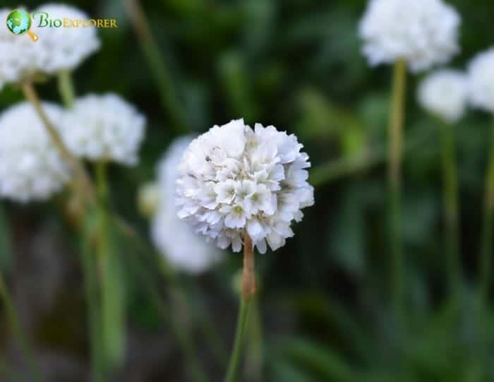 White Sea Thrift Flowers