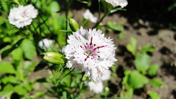 White Sweet William Flowers