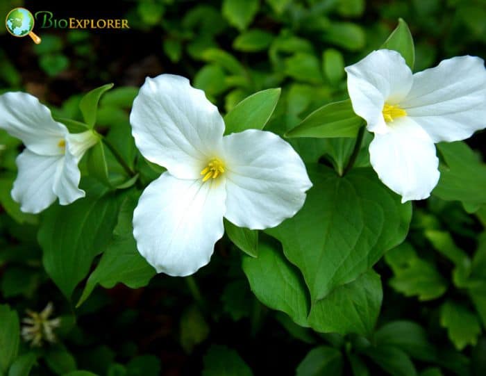 White Trillium Flowers