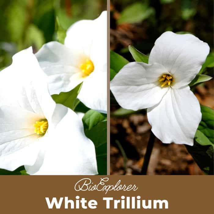 White Trillium