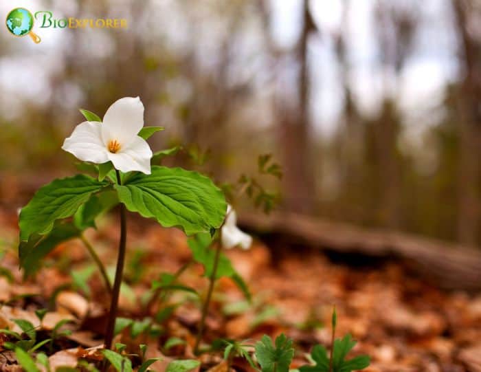 White Trillium F