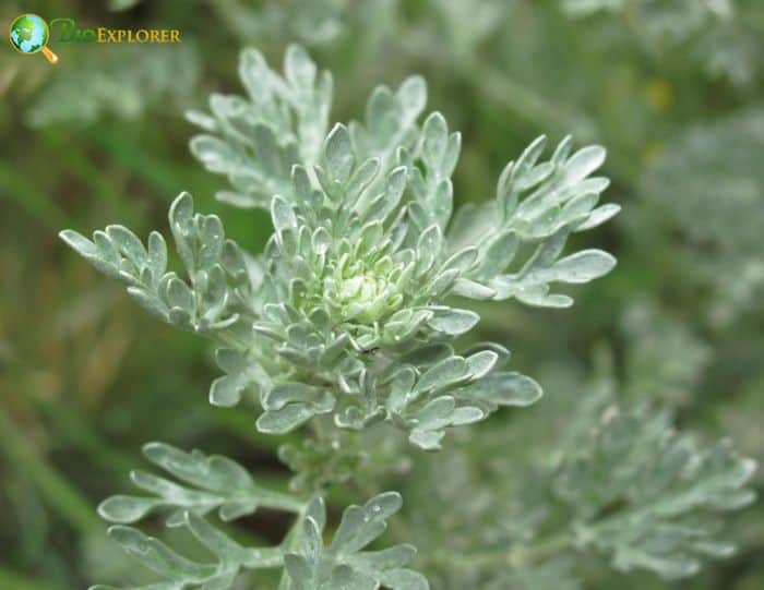 White Wormwood