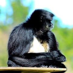 White-bellied Spider Monkey