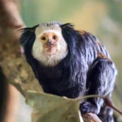 Geoffroy's marmoset