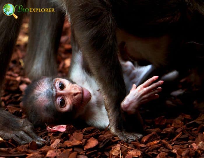 White Naped Mangabey 