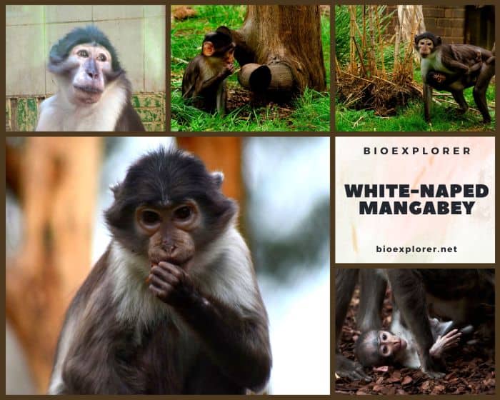 White-naped Mangabey