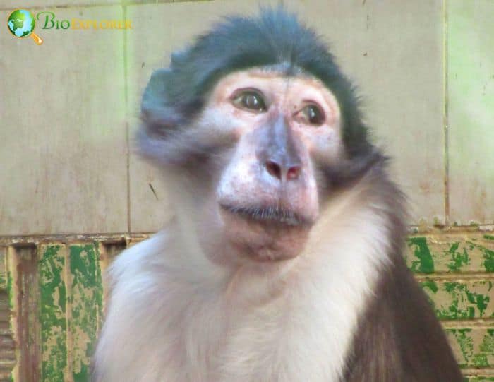 White-naped Mangabey