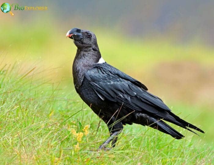 White Necked Raven