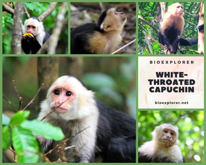 White Throated Capuchin