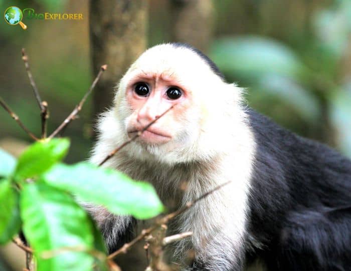 White Throated Capuchin