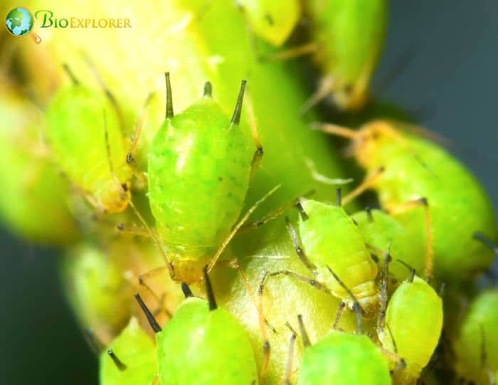 Why Do Ladybugs Love Aphids?