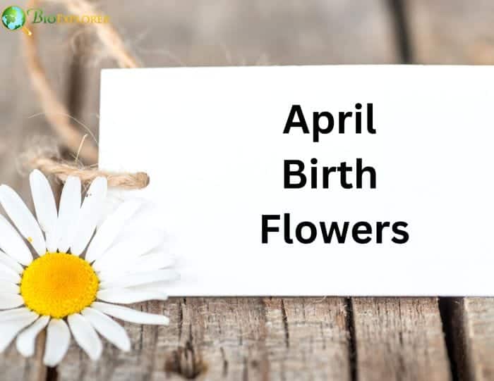 Why Does April Have Two Birth Flowers?