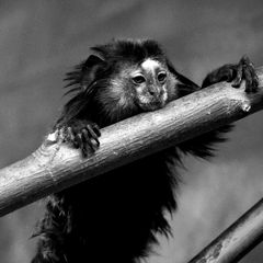 Wied's Black-tufted-ear Marmoset