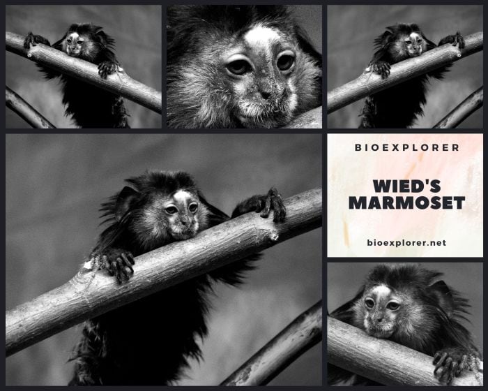 Wied's Marmoset