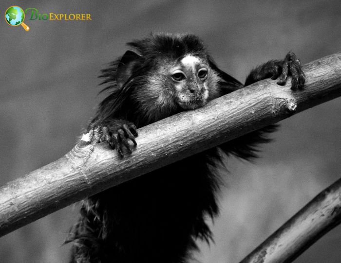 Wieds Marmoset F