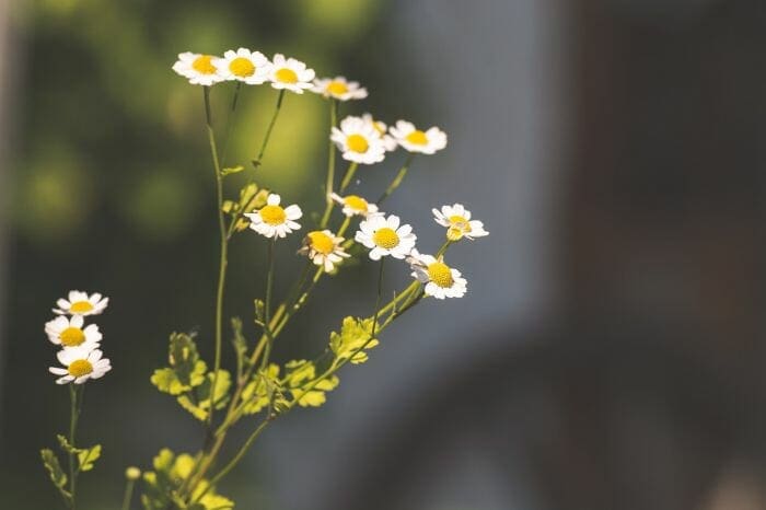 Wild Chamomile