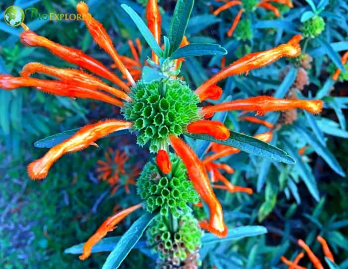 Wild Dagga Flowers