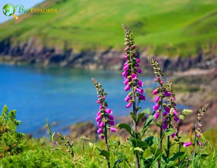 Wild Foxglove Plants