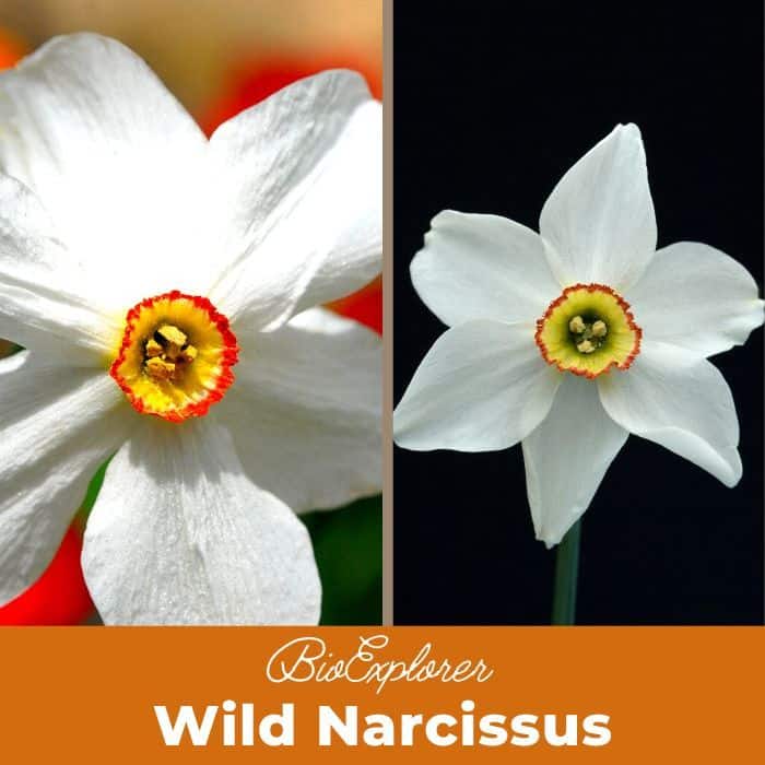 Wild Narcissus