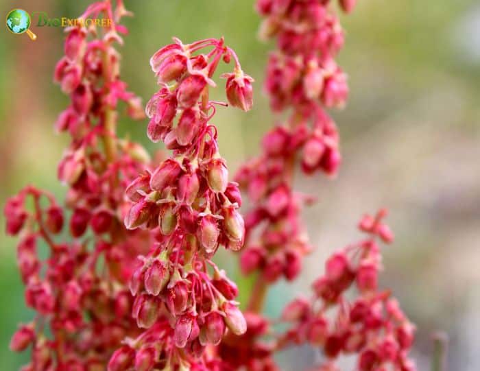 Wild Rhubarb Flowers