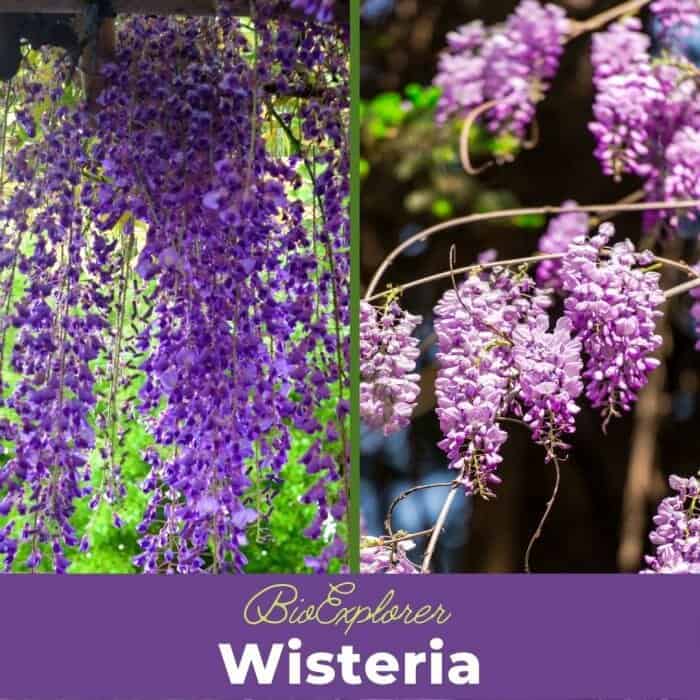 Wisteria