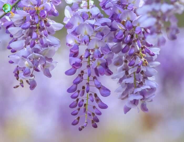 Wisteria