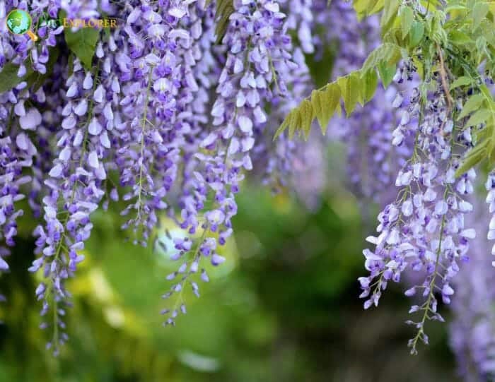 Wisteria Flowers