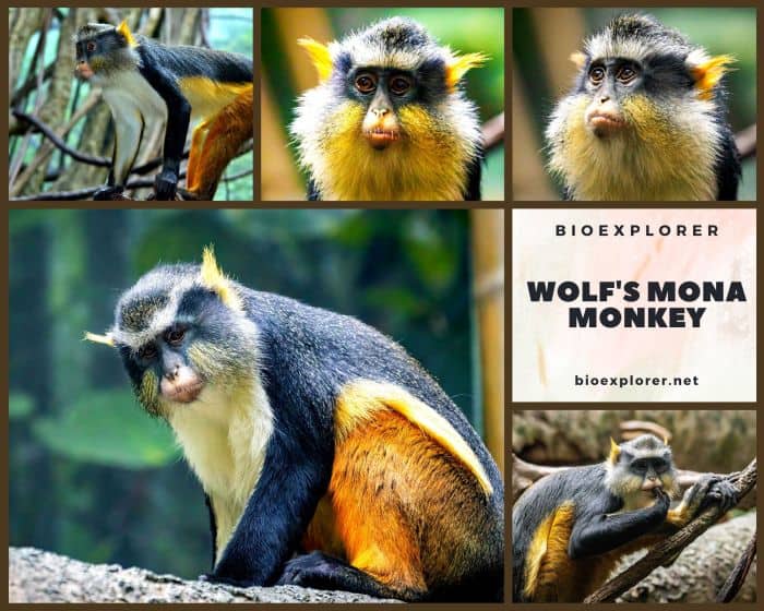 Wolf's Mona Monkey