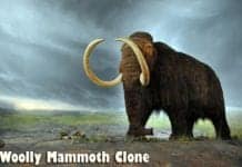 Woolly Mammoth Clone