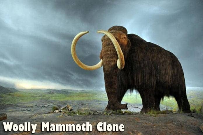 Woolly Mammoth Clone