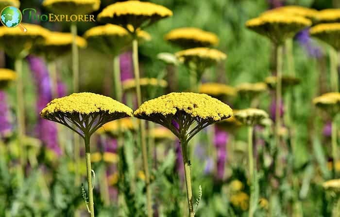 Yarrow Flower