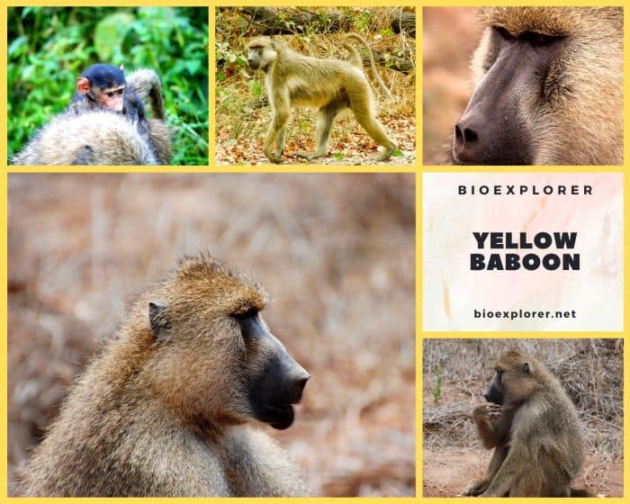 Yellow Baboon