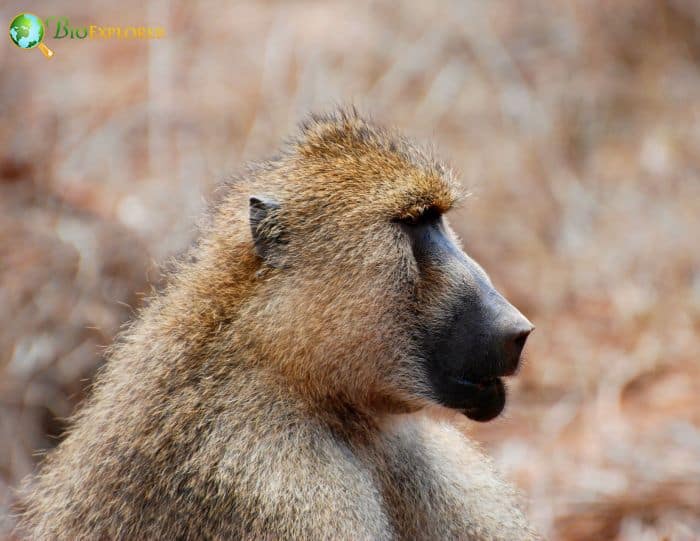 Yellow Baboon