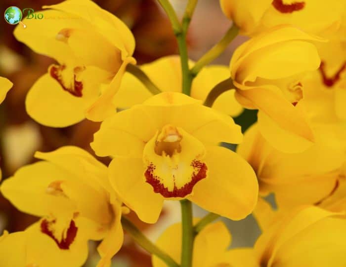 Yellow Cymbidium Flowers