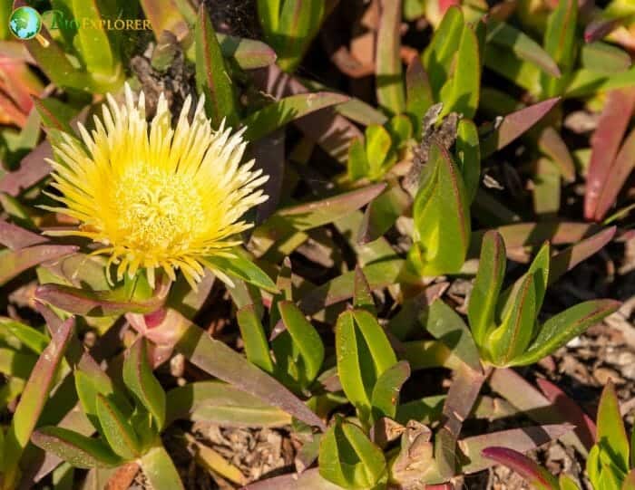 Yellow Fig Marigold Flower