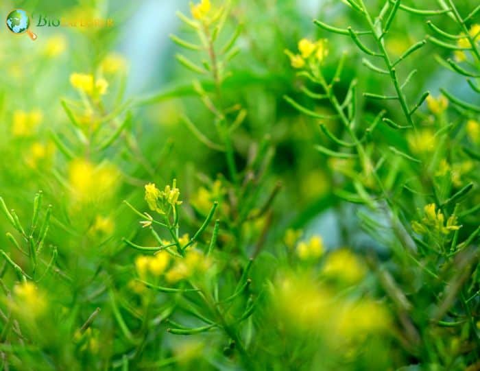 Yellow Spider Flower