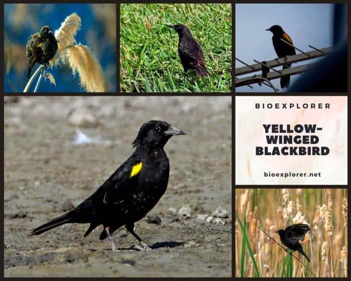 Yellow-Winged Blackbird