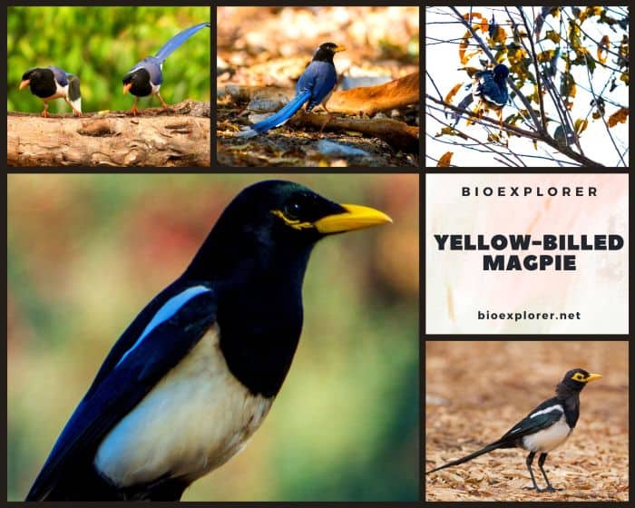 Yellow Billed Magpie