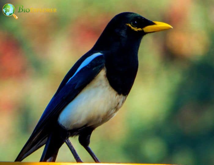 Yellow Billed Magpie