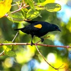 Yellow-shouldered Blackbird