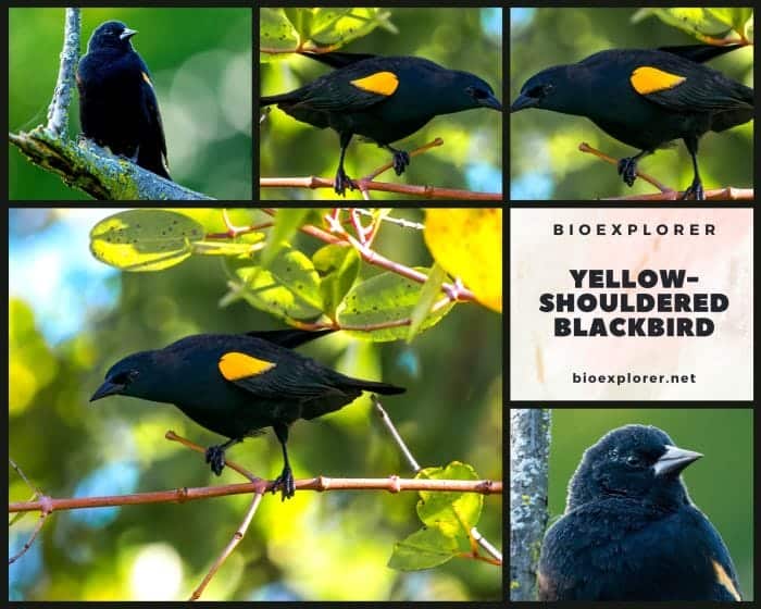 Yellow Shouldered Blackbird