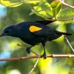 Yellow-shouldered Blackbird