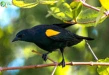 Yellow-shouldered Blackbird