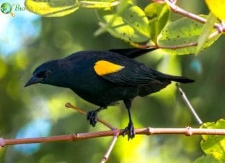 Yellow-shouldered Blackbird