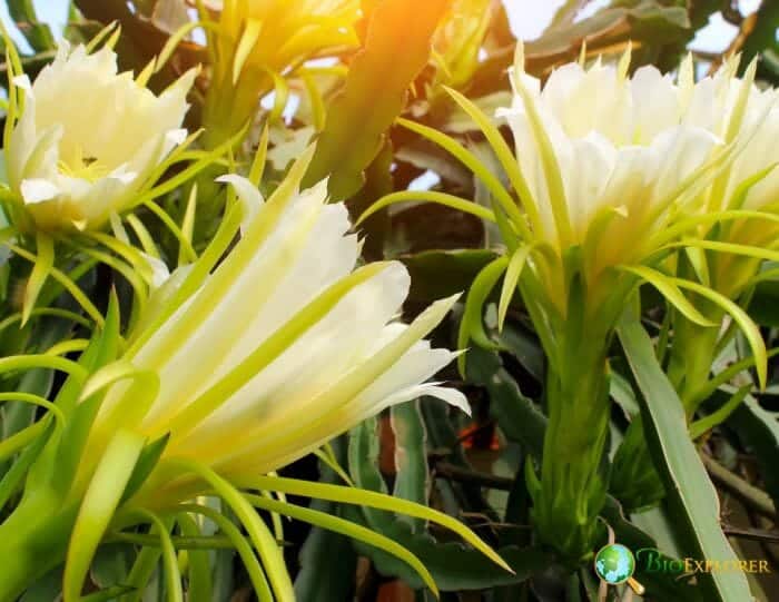 Yellowish Dragon Root Flowers