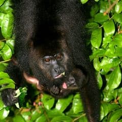 Central American Black Howler