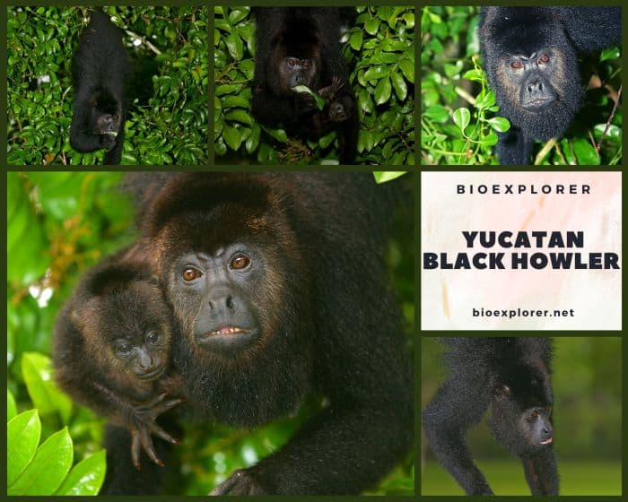 Yucatan Black Howler