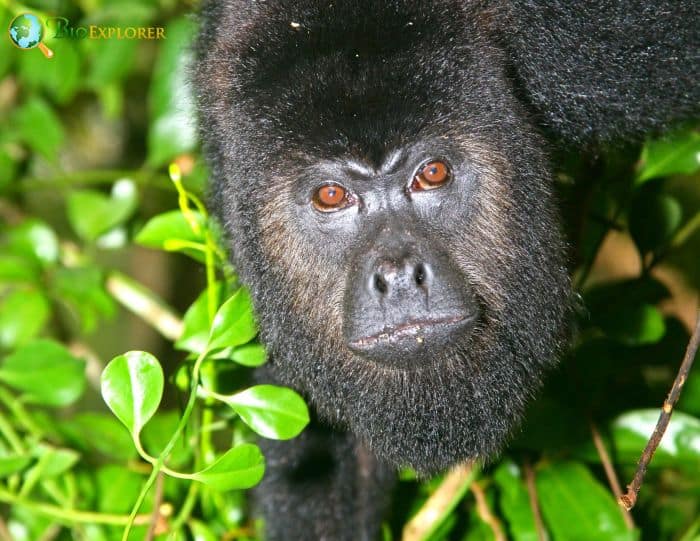 Yucatan Black Howler